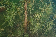 P3060113x