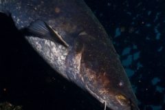 P4030041x