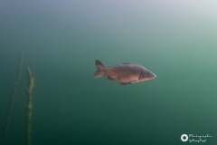 Ronny_DSC3901