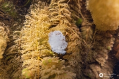 Ronny_DSC3912