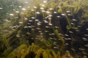 210425 Gewässererkundung