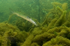 DSC09725x