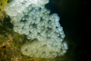 210507 Gewässererkundung