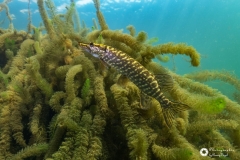 Ronny_DSC4003