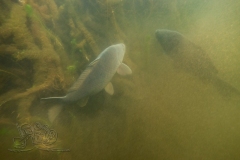 1_DSC00017x