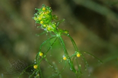 1_DSC00035x