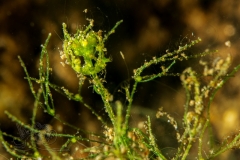 1_DSC00037x