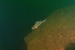 P5240024x