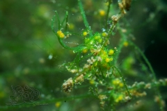 DSC00147x