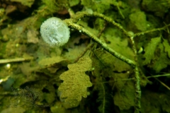 DSC00182x