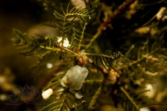 DSC00408x