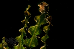 DSC00427x