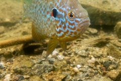 DSC00564x