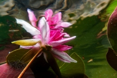 DSC00584x