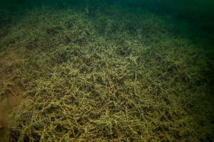 210717 Grillensee