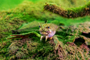 210727 Gewässererkundung