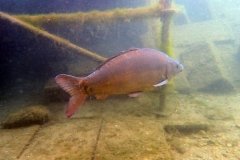 P7300009x