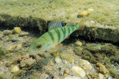 P7300013x