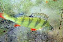 P7300025x