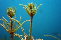 P7300049x