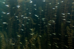 DSC01551x