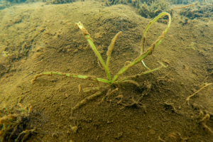 210904 E3 Monitoring Störmthaler See