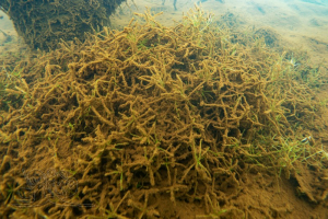 210904 E4 Monitoring Störmthaler See