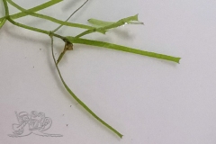 IMG_20210906_175914x