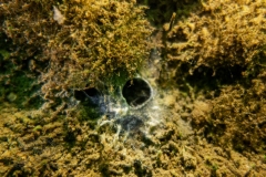 DSC02379x