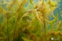 Ronny_DSC_0642