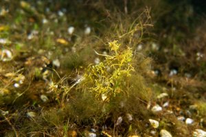 211007 Cospudener See