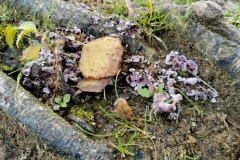 IMG_20211017_104716x