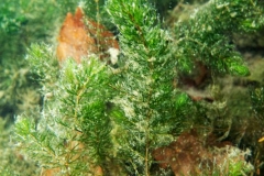 DSC03039x