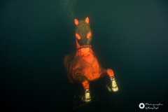 Ronny_DSC_0804