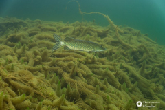 Ronny_DSC_0948
