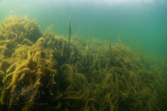 DSC05156x