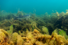 DSC05380x