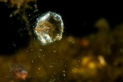DSC06547x