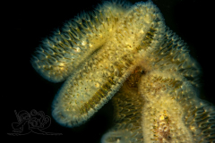 DSC07151x