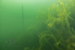DSC07241x