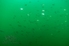 DSC09191x