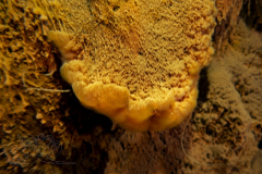 DSC09729x