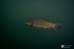 Ronny_DSC_1715