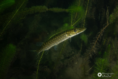 Ronny_DSC_1734