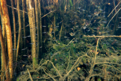 DSC00417x