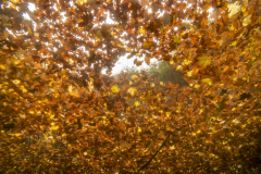 DSC00504x