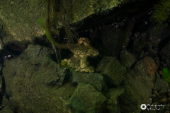 Ronny_DSC_1857