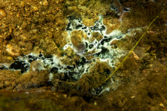 DSC00981x