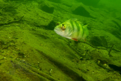DSC00984x