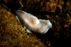 DSC01159x